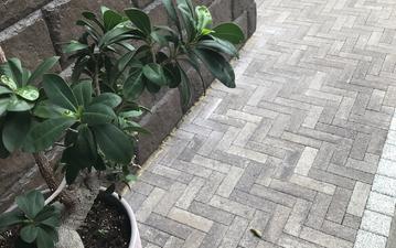 Тротуарная плитка Паркет
